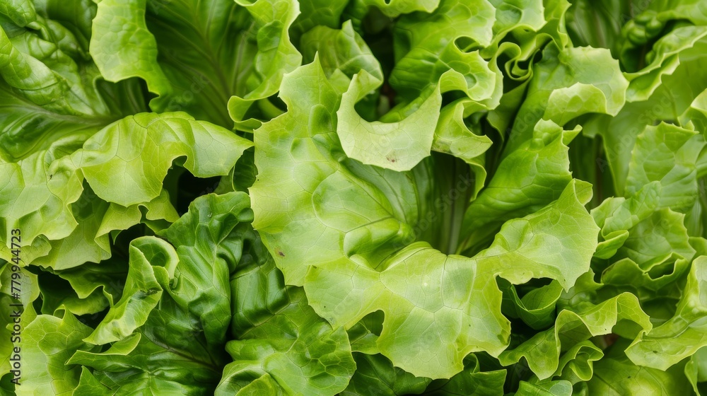 Crisp lettuce leaves stack close-up texture background Crisp lettuce leaves stack close-up texture background