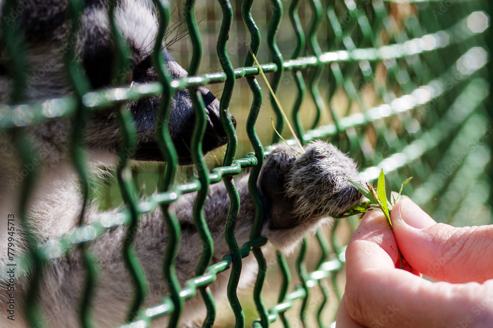 Fototapeta premium Cute curious lemur in an enclosure and a human's hand holding out a blade of grass in a zoo close-up, soft focus.