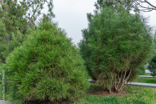 Long needles of pine jeffreyi joppi and branches of evergreen plants. Green coniferous tree in springtime in landscape design. Fresh spruce twig and young shoots. Photo wallpapers in green colors.