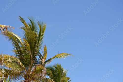 Palm tree in the caribbean