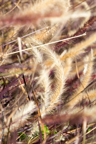 Desho grass or we call grass ,Pennisetum pedicellatum © parinya