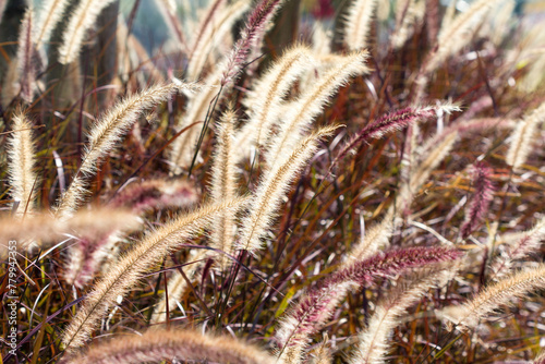 Desho grass or we call grass ,Pennisetum pedicellatum © parinya