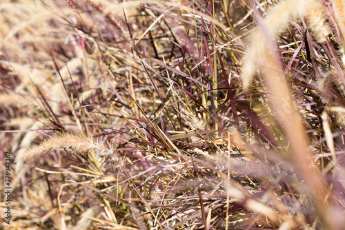 Desho grass or we call grass ,Pennisetum pedicellatum photo