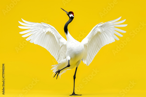 Yellow crane photo