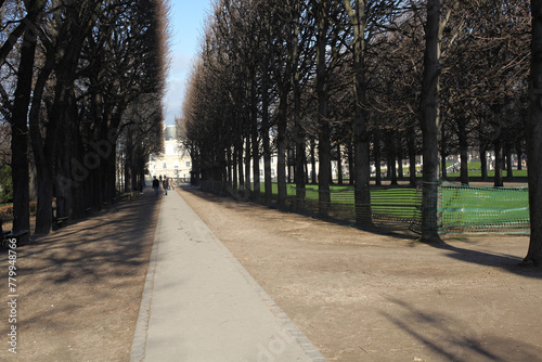 Rows of trees on each side of a pathway with the senate in the distance - jardin du luxembourg - Paris - France