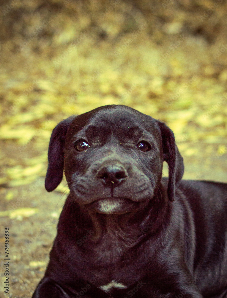 happy dog in the forest 