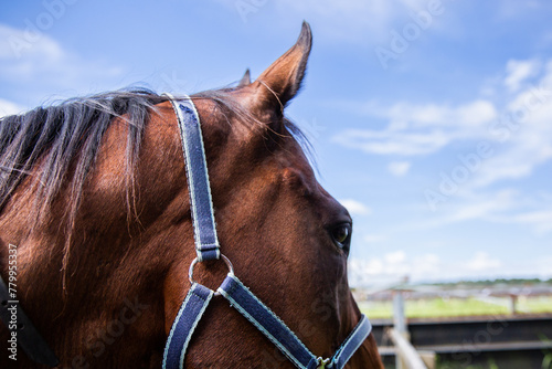close up of a brown horse in a halter photo