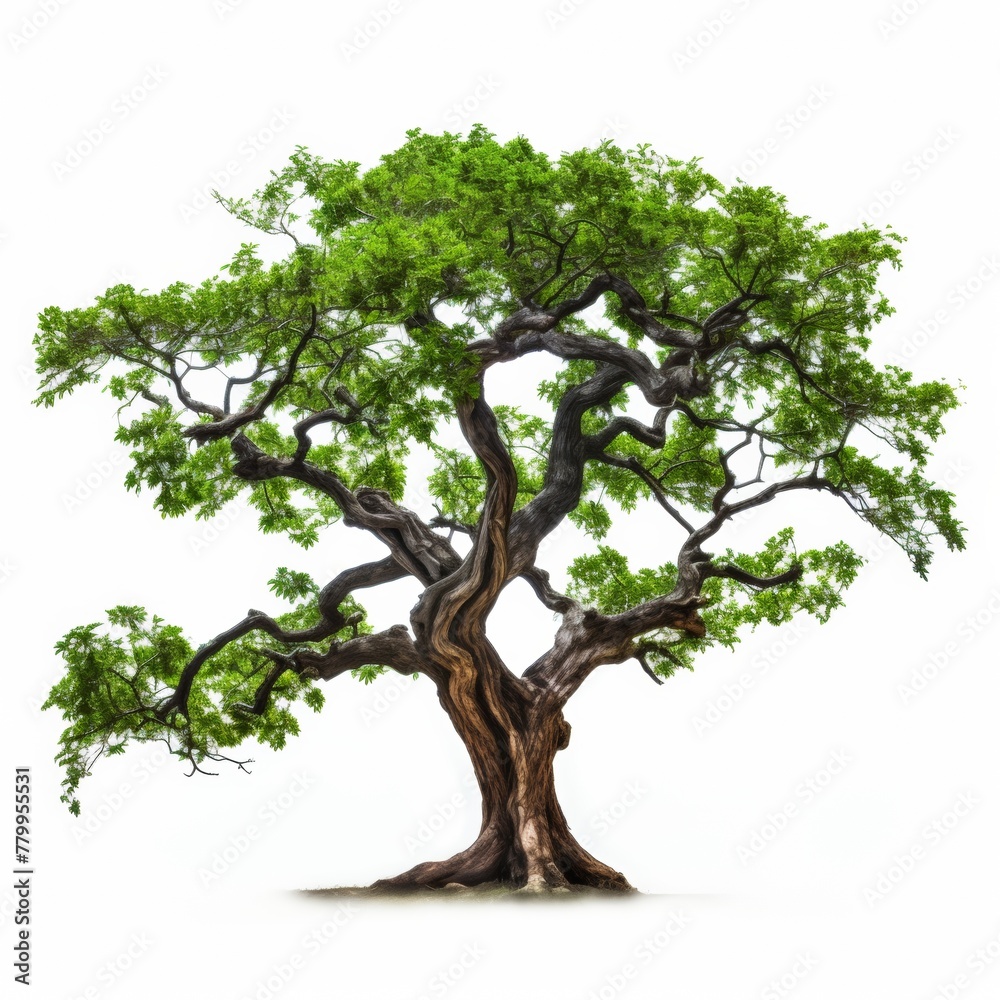 tree on white background tree on white background