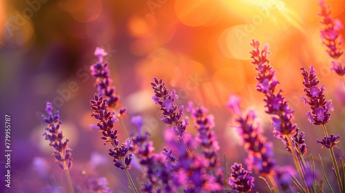 Lavender flowers landscape with sky and sunset. Natural fresh Lavender. Photo texture. Horizontal banner.