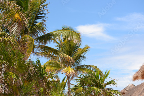 palm tress in the caribbean on a sunny day