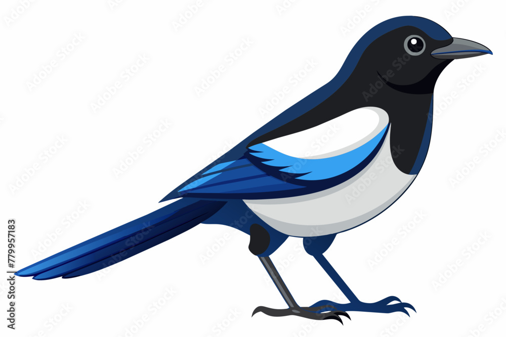 Magpie robin vector with white background. Magpie robin vector with white background.