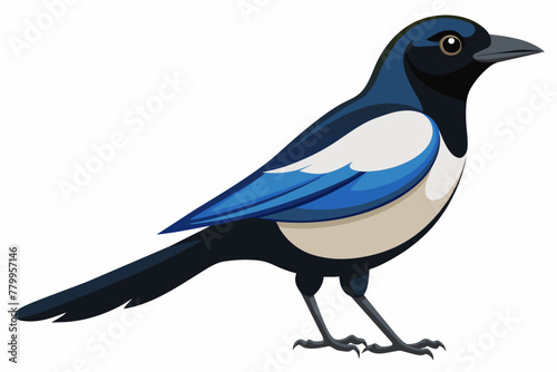 Magpie robin vector with white background.