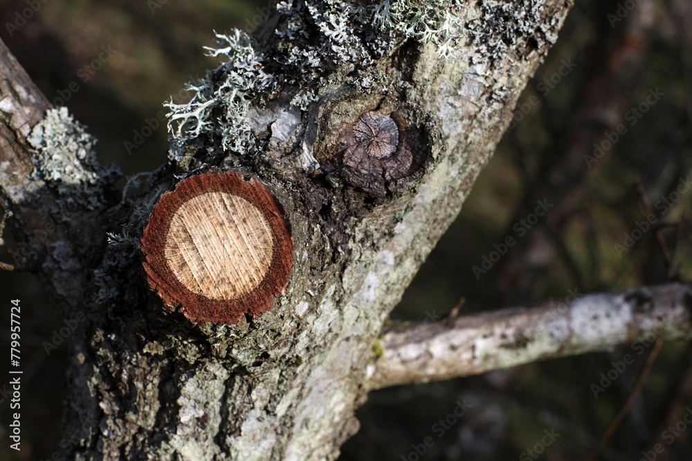 Kinnoull Hill - Forest walk - City of Perth - Perthshire - Scotland - UK Kinnoull Hill - Forest walk - City of Perth - Perthshire - Scotland - UK
