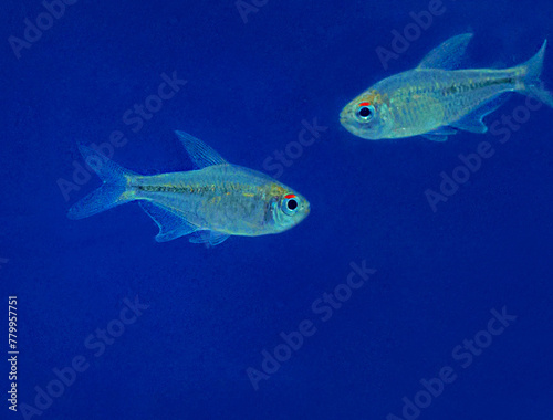 tropical Aquarium Dimond tetra fish 