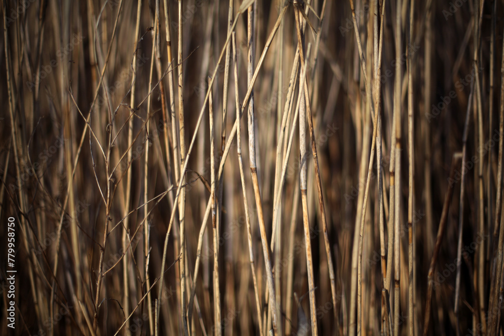Common Reed - Phragmites australis - River Tay - Perthshire - Scotland - UK Common Reed - Phragmites australis - River Tay - Perthshire - Scotland - UK