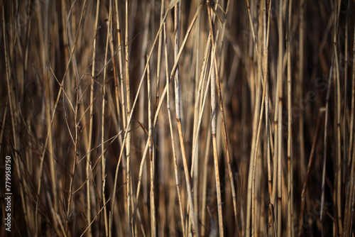 Common Reed - Phragmites australis - River Tay - Perthshire - Scotland - UK photo
