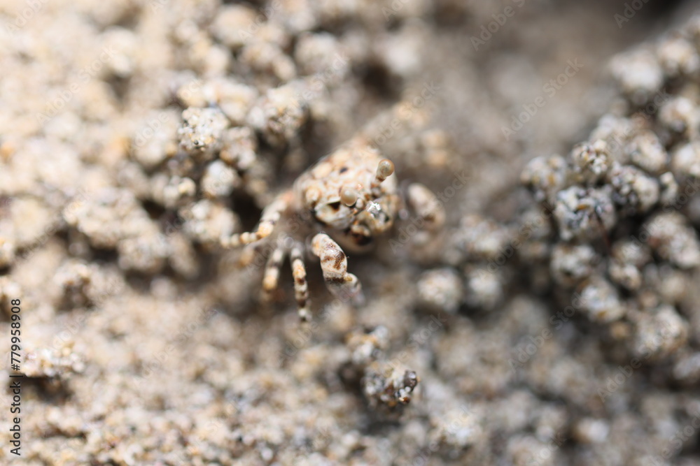 Camouflaged mud crab on beach in Palawan, Philippines on April 4, 2024 Camouflaged mud crab on beach in Palawan, Philippines on April 4, 2024