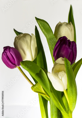 Bouquet of white and purple tulips, on a white background