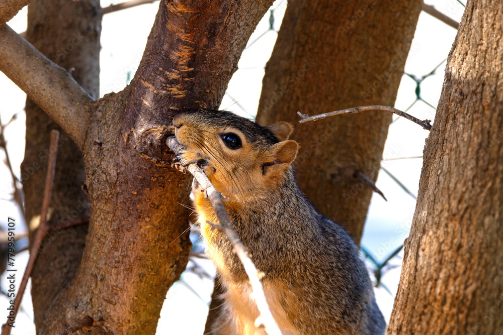 The fox squirrel (Sciurus niger), also known as the eastern fox squirrel or Bryant's fox squirrel