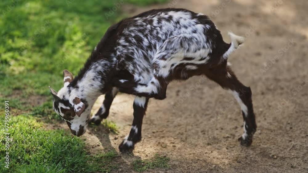 Young home black and white goat kid - farm animal on green grass Young home black and white goat kid - farm animal on green grass