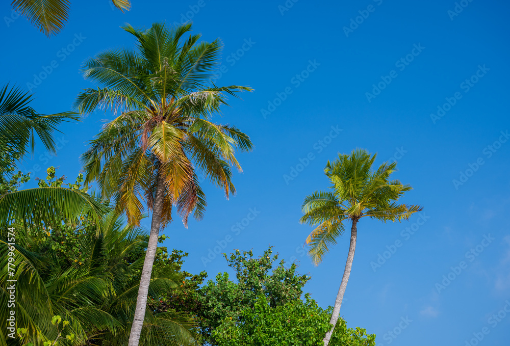 Obraz premium Palm trees in a dense green forest.