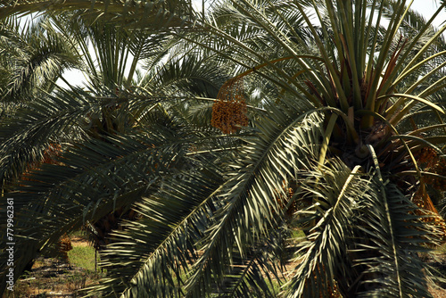 Palm tree and palm trees in the summer of the Mediterranean Sea. Palm tree background. Palm tree leaves against the sky. Plants, flora, botany, agriculture, tourism, exotics, recreation, relaxation