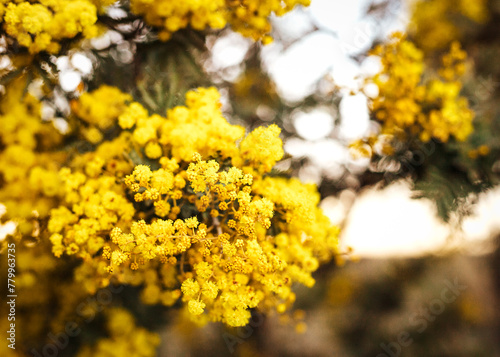 Cluster of yellow wattle flowers on a tree in the afternoon photo