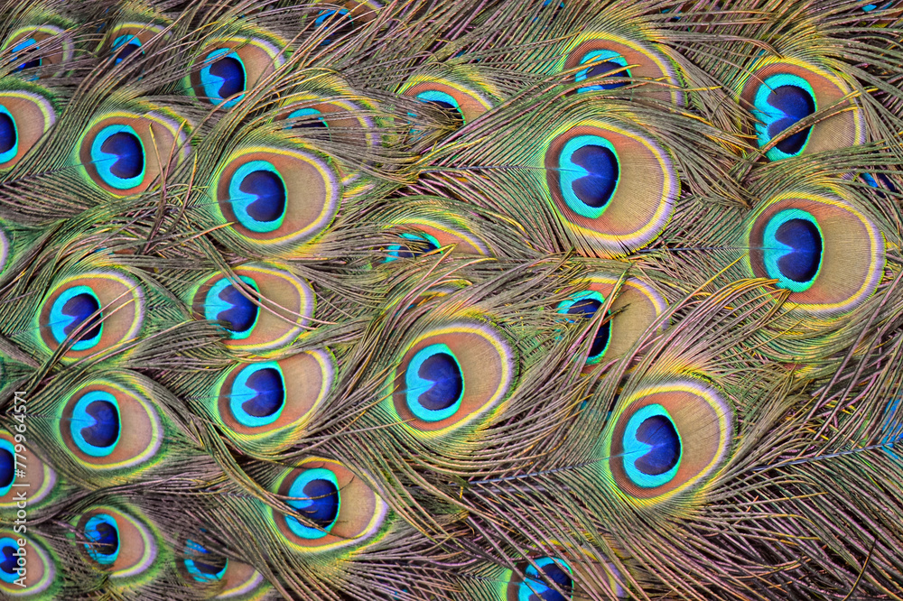 Fototapeta premium Elegant Peacock Feathers Display - Colorful Plumage Showcase