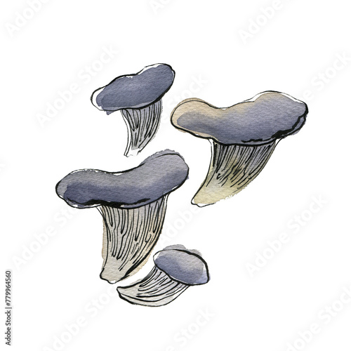 Oyster mushrooms Vegetables drawing with watercolor and ink sketch color