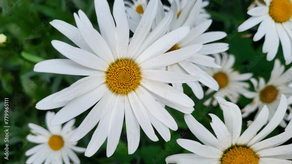 Obraz premium Chamomile in nature. A field of daisies on a sunny day in nature. Daisy-daisy flowers on a summer day