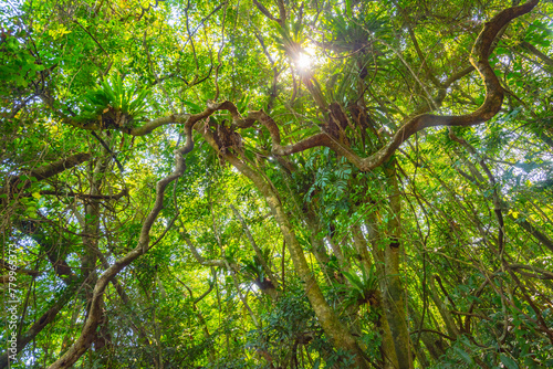 Baihualing Tropical Rainforest in Qiongzhong, Hainan, China photo