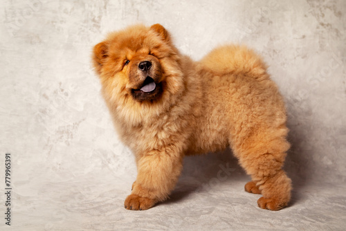 Cute fluffy red chow puppy  studio shot on a gray background of concrete texture. High caliber chow chow puppy.