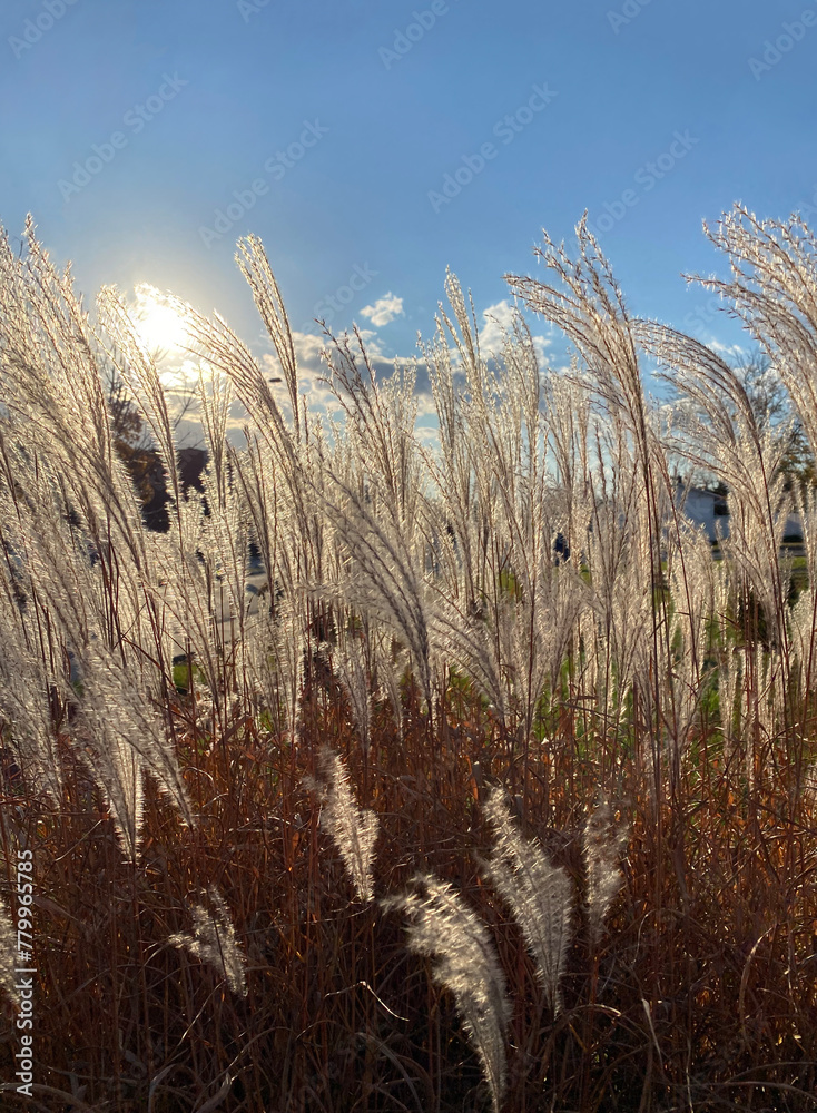 Fototapeta premium Close-up of pompas on a sunny day with blue sky. Wheat field in the wind.