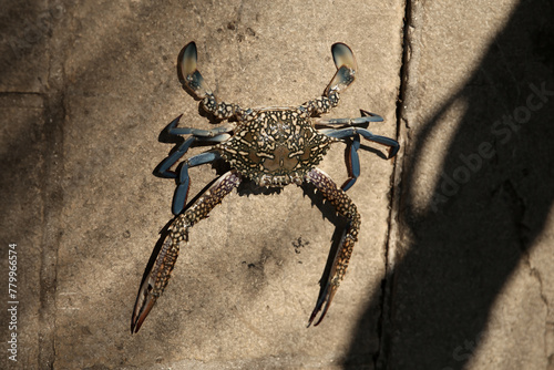 Cancer, lobster, crayfish, crawfish, animal. Giant blue crab on the sandy shore of the Mediterranean Sea. A female blue crab hunts on the seashore. Giant blue crab arthropod during the afternoon