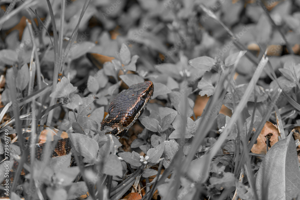 snake in the grass, Brazos bend state park, Houston, Texas, USA snake in the grass, Brazos bend state park, Houston, Texas, USA