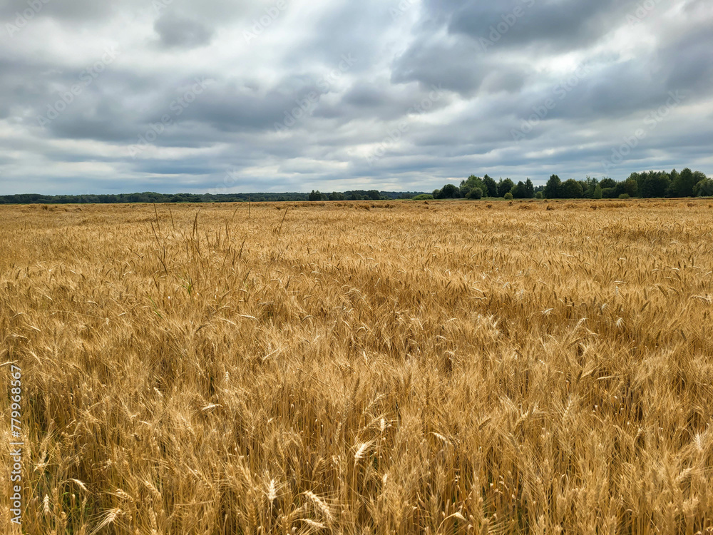 Ears of wheat, ready for harvest, growing in a farmer's field
