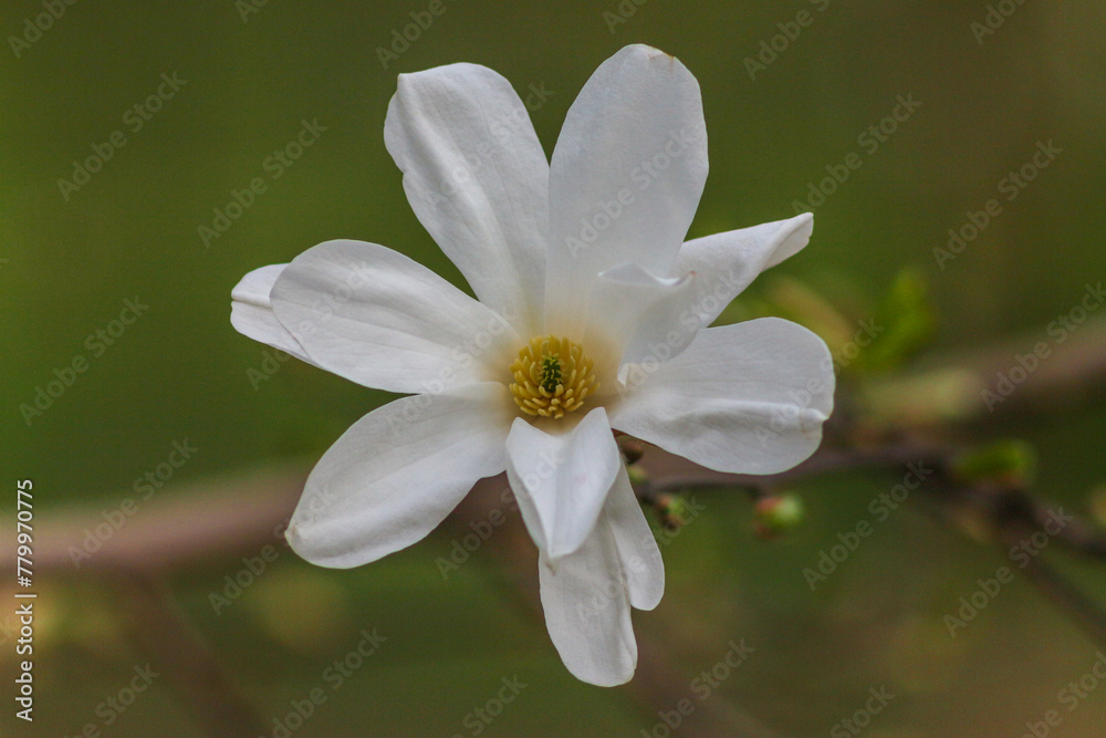 Obraz premium Magnolia bloom in the Kyiv Botanical Garden