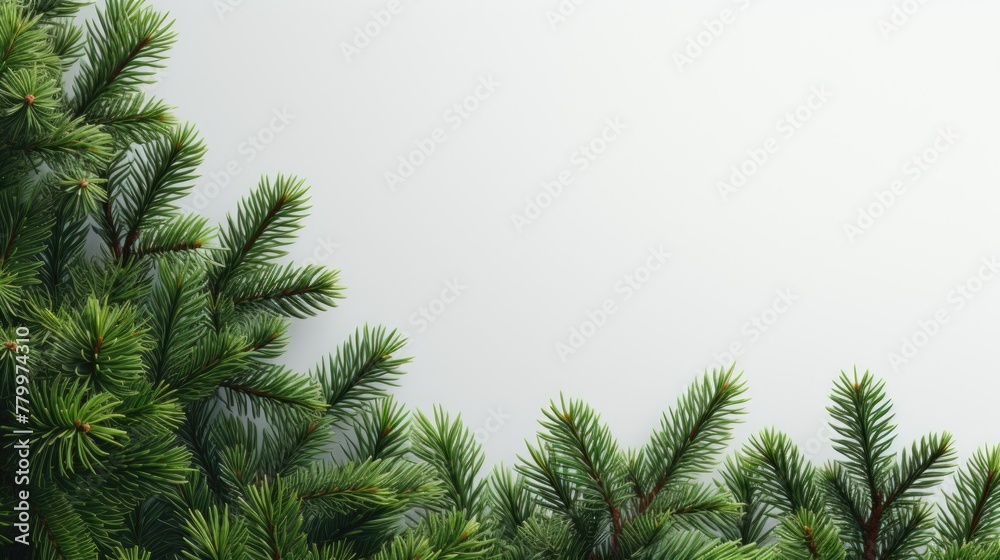 Fresh Pine Branches Border on White Background for Festive Design Fresh Pine Branches Border on White Background for Festive Design