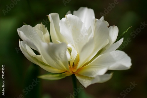 The splendor and vibrant colors of a white tulip; Tulip; closeup photography