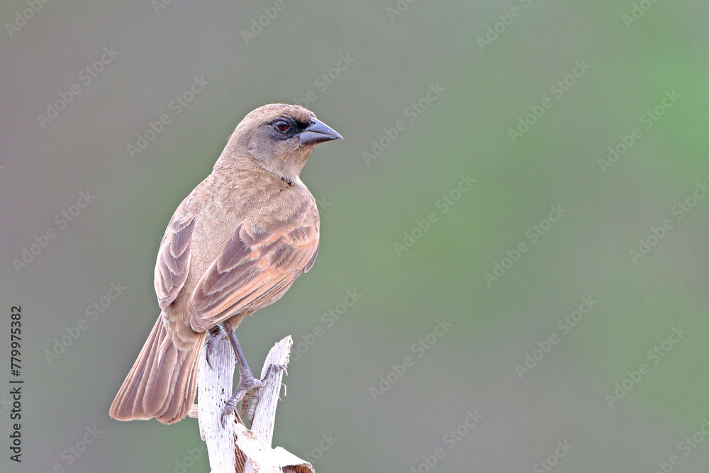 Fototapeta premium Pale Baywing (Agelaioides fringillarius) perched on a log on a green background