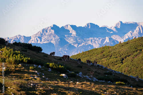 Group of cows grazing on alpine pasture on Dobratsch  Villacher Alps  Carinthia  Austria  Europe. Remote cattle farm in wilderness of Austrian Alps. Peaceful and serene atmosphere. Fresh alpine air