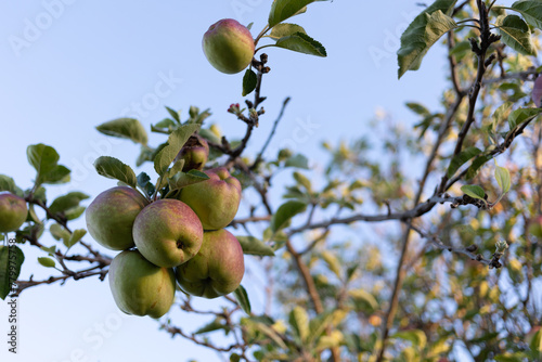 Homegrown apples at dusk photo