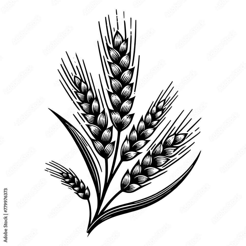 Naklejka premium Wheat Ears Engraving line art PNG illustration