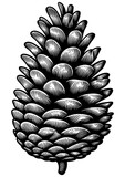 Detailed Pine Cone Engraving sketch PNG