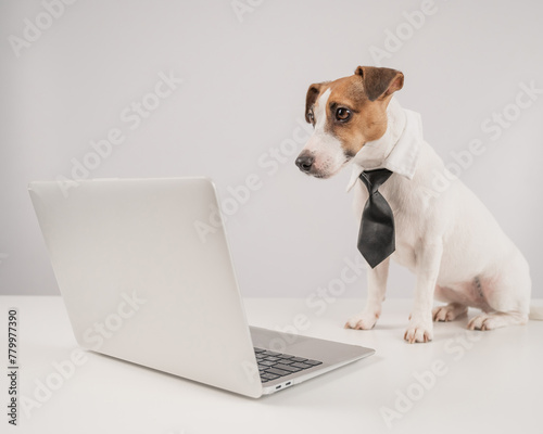 Jack Russell Terrier dog in a tie working on a laptop on a white background.