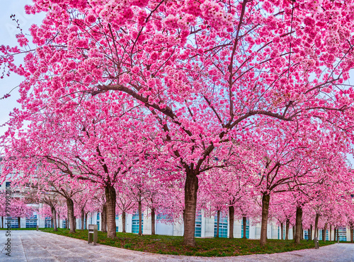The blooming sakura trees  the spring in Lugano  Switzerland