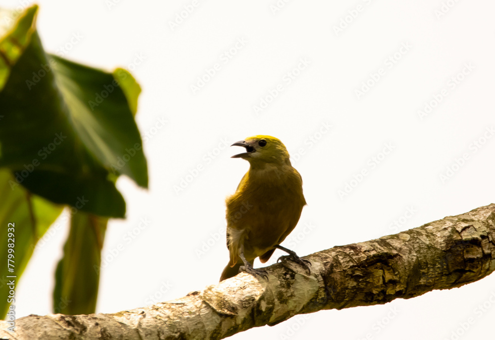 Palm Tanager Palm Tanager