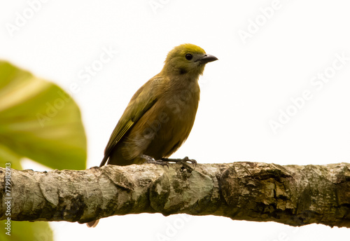 Palm Tanager photo