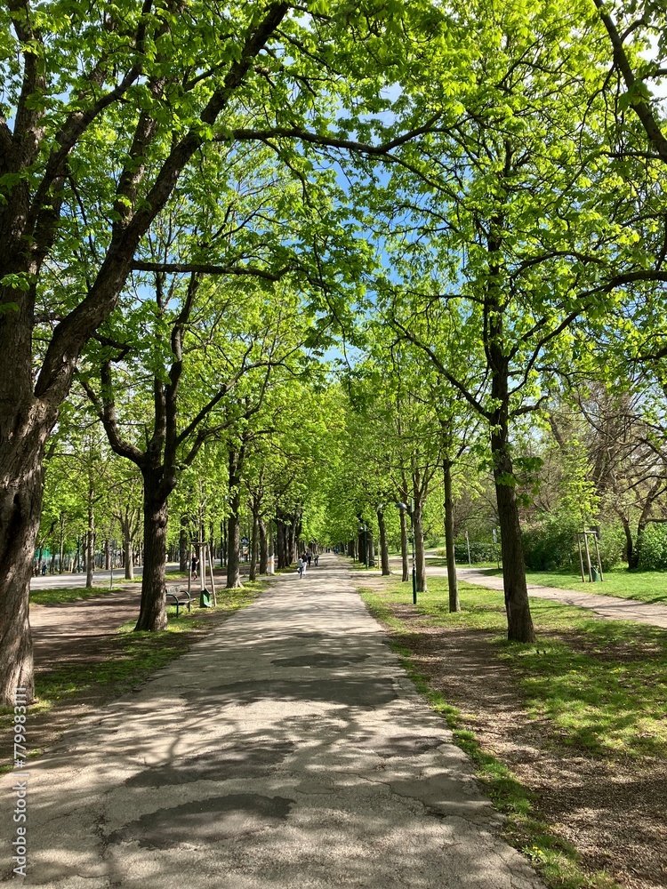 緑の散歩道