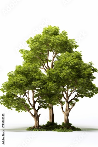 trees in white background